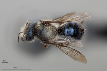 Media type: image;   Entomology 792482 Aspect: habitus dorsal view